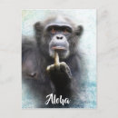 Recherche de chimpanzee postcards cartes postales Chimpanzé