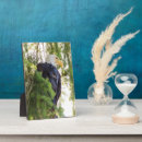 Recherche de chauve plaques Forêt