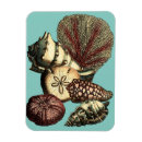 Recherche de coquillage magnets Poisson étoile