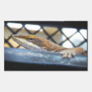 Recherche de cameleon autocollants Lézards