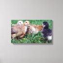 Recherche de poussin art Ferme