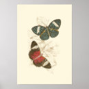 Recherche de papillon coloré posters Nature