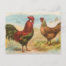 Recherche de leghorn cartes postales Volaille