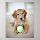 Recherche de foyer sur le premier plan posters Animaux de bébé