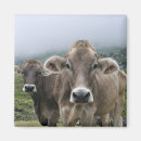 Recherche de alpin magnets L'autriche