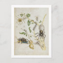 Recherche de graff cartes postales Merian