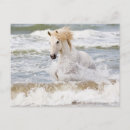 Recherche de camargue cartes postales Ferme