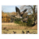 Recherche de oie posters Photographie