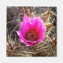 Recherche de fleurs de cactus magnets Photographie