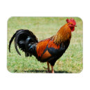 Recherche de coq magnets Coloré