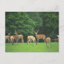 Recherche de grenier cartes postales Arbre