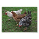 Recherche de poule rouge posters Poulets