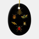 Recherche de insecte de noël Entomologie