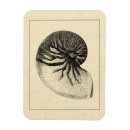 Recherche de vie marine magnets Coquillage de conque