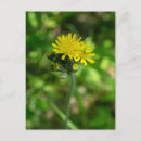 Recherche de fleur sauvage jaune cartes postales Nature