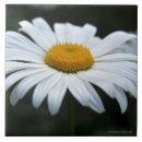 Recherche de pollen maison deco Fleur
