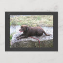 Recherche de laboratoire de chocolat cartes postales Chien