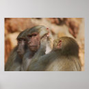 Recherche de chimpanzee posters Animal