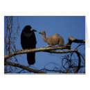 Recherche de camelus Dromadaire