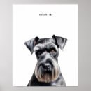 Recherche de schnauzer standard posters Chiot