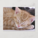 Recherche de sommeil photographie Animal familier