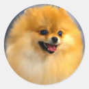 Recherche de pomeranian autocollants Chien