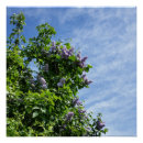 Recherche de lila posters Fleur