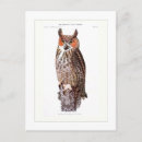 Recherche de grand hibou à cornes cartes postales Faune