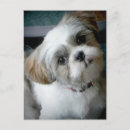 Recherche de chien brun posters Gris