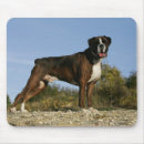 Recherche de exposition canine Boxeur