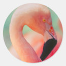 Recherche de oiseaux exotiques autocollants Animal