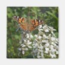 Recherche de papillon blanc magnets Nature