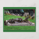 Recherche de iguane cartes postales Reptile