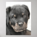Recherche de chiot rottweiler posters Chien