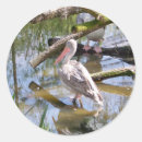 Recherche de pélican autocollants Nature