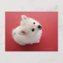 Recherche de tapis rouge cartes postales Nature