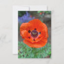 Recherche de pavot oriental Jardin