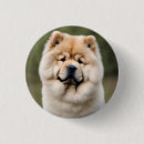 Recherche de chow chow badges Animaux domestiques