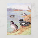 Recherche de peinture antique cartes postales Oiseau
