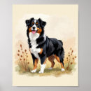 Recherche de chien de berger posters Aussie