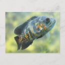 Recherche de oscar cartes postales Cichlid