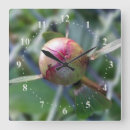 Recherche de pivoines horloges Vert