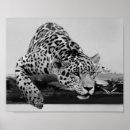 Recherche de léopard blanc posters Afrique