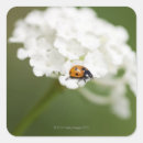 Recherche de macro Faune