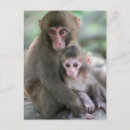 Recherche de macaque japonais cartes postales Japonaise