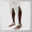 Recherche de anatomie pied posters Humain
