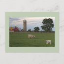 Recherche de veaux cartes postales Vaches