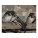 Recherche de oiseaux branche art Faune