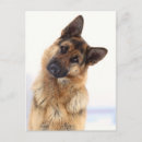 Recherche de allemand drôle cartes postales Canine