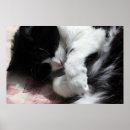 Recherche de de nez art Chat